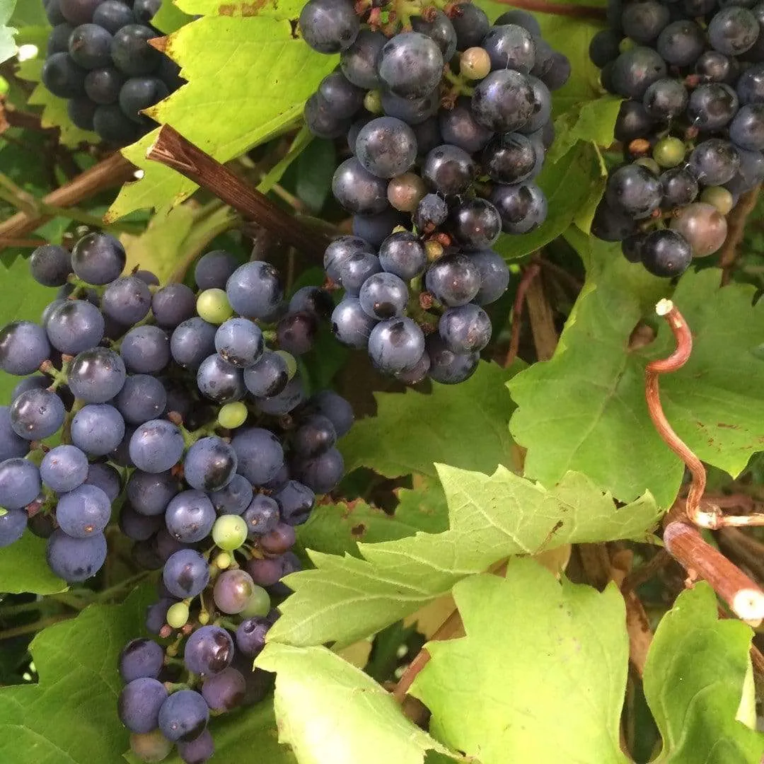'Black Hamburgh' Indoor Grape Vine