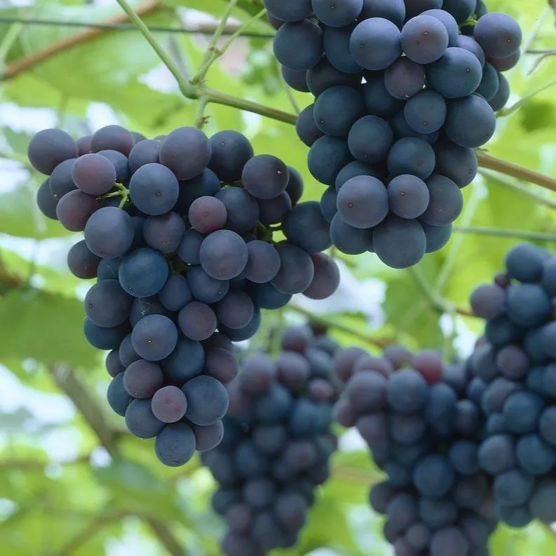 'Black Hamburgh' Indoor Grape Vine