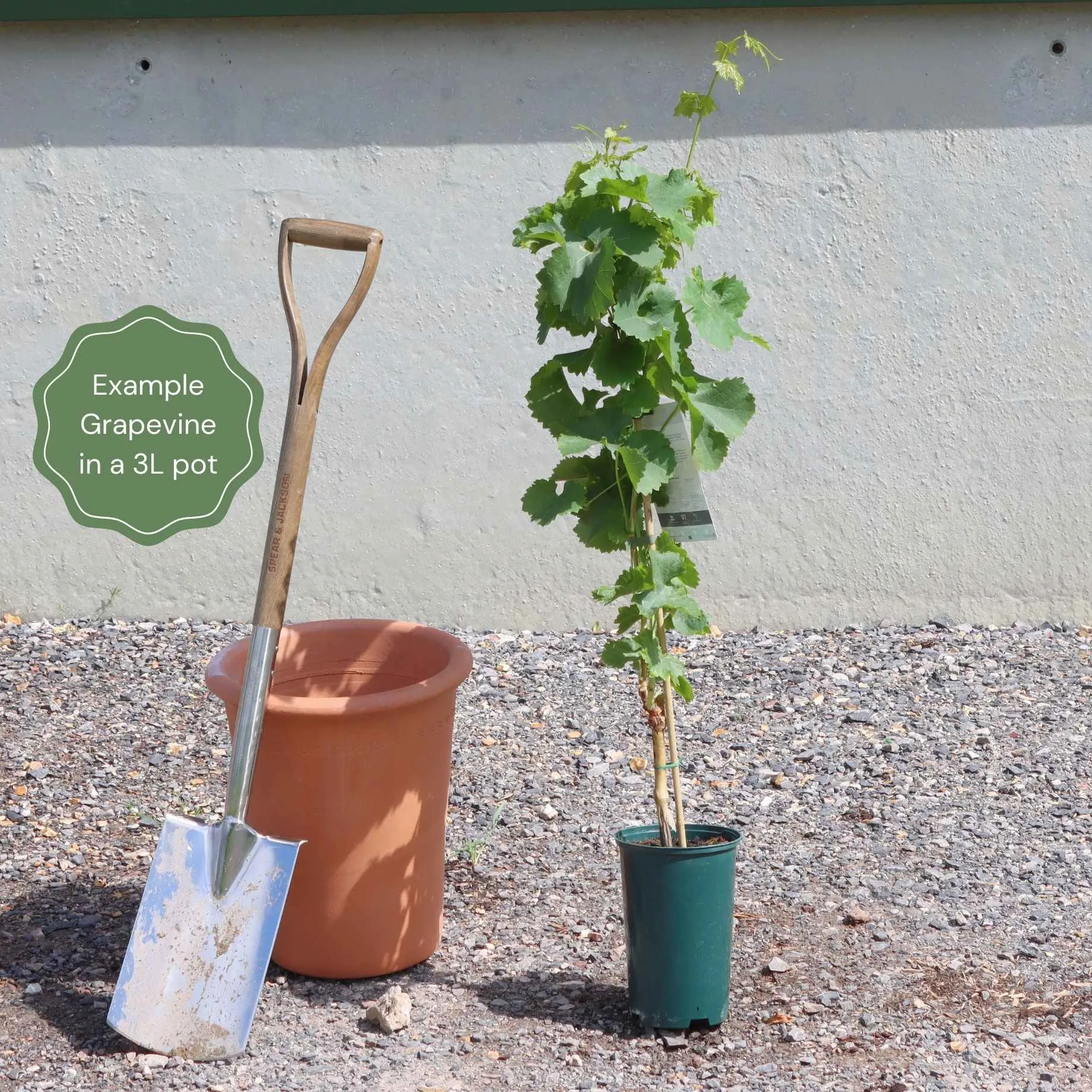 'Black Hamburgh' Indoor Grape Vine